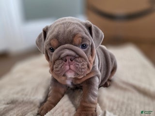 English Bulldog dogs Tiana - Ad 12