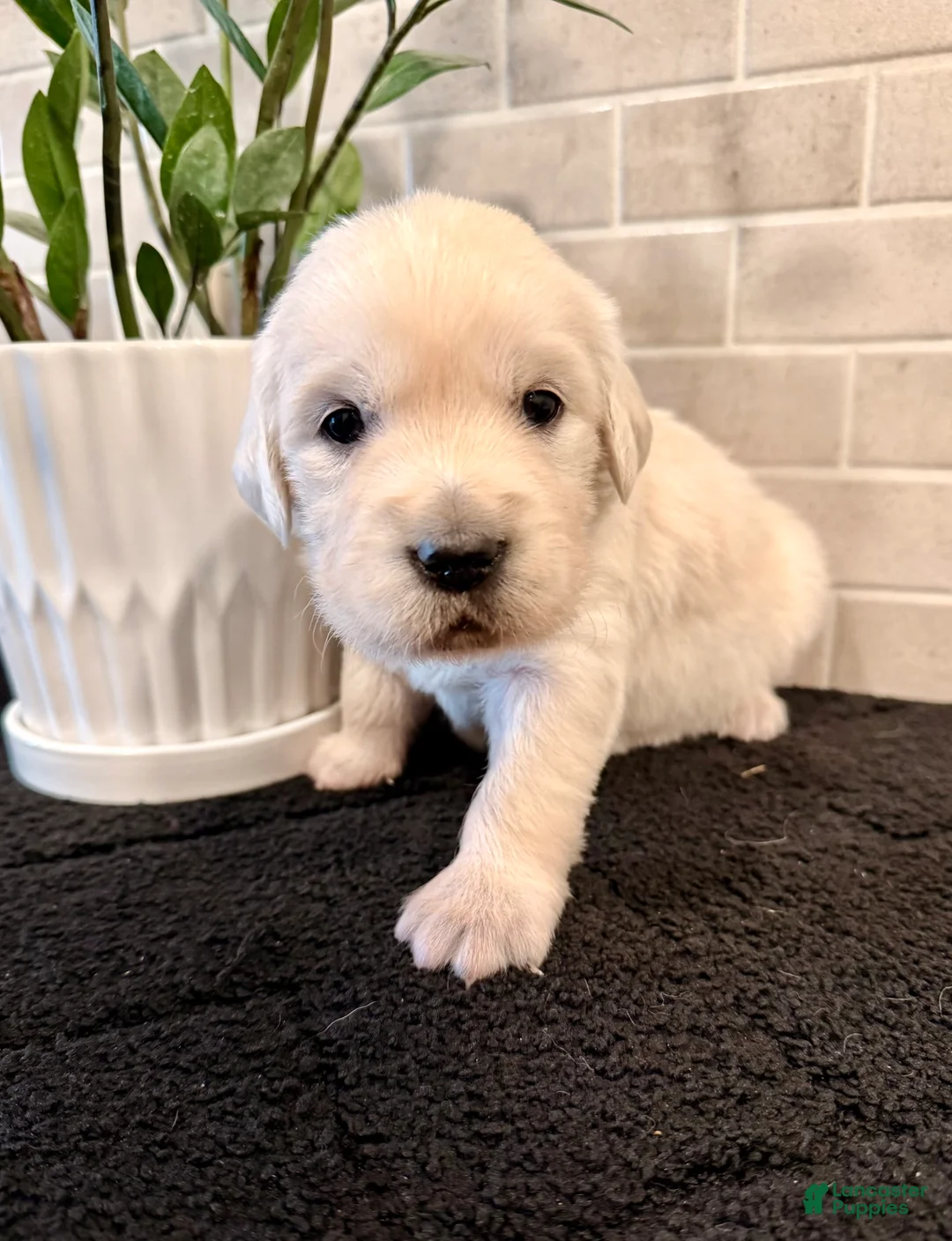 Golden Retriever dogs for sale: Hazel - Ad 3