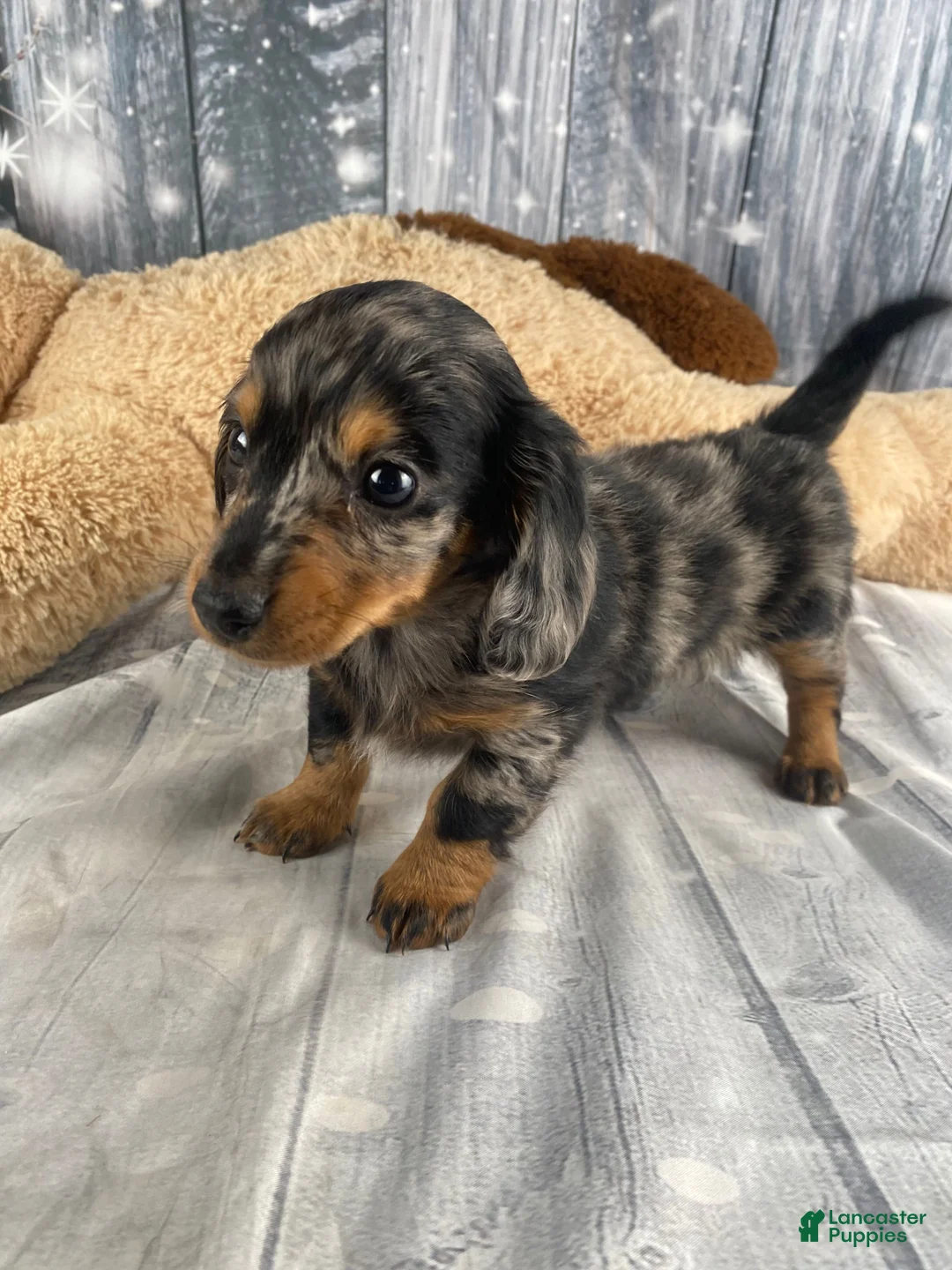 Miniature Dachshund dogs for sale: Molly - Ad 10