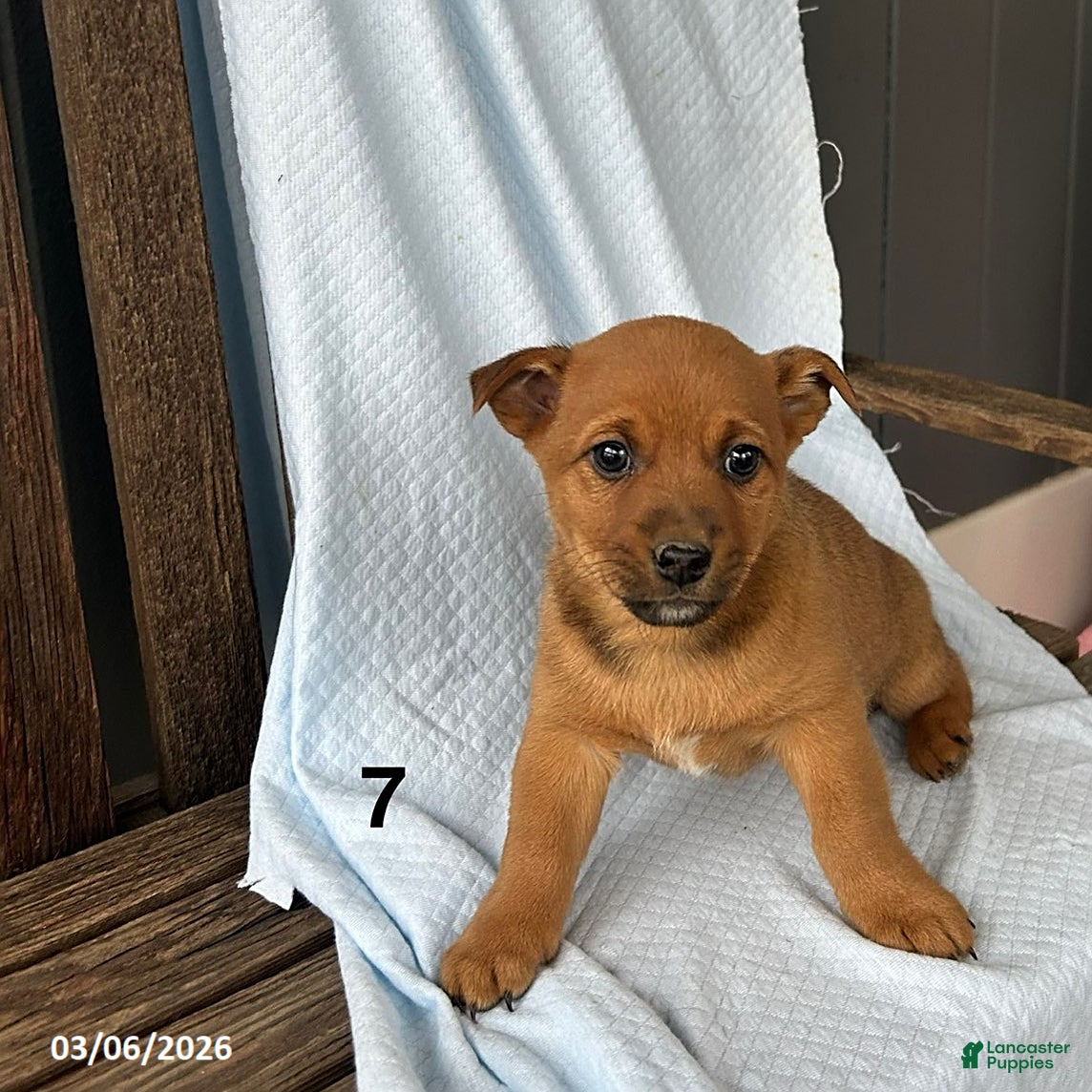 Mixed Breed dogs Evan - Ad 1