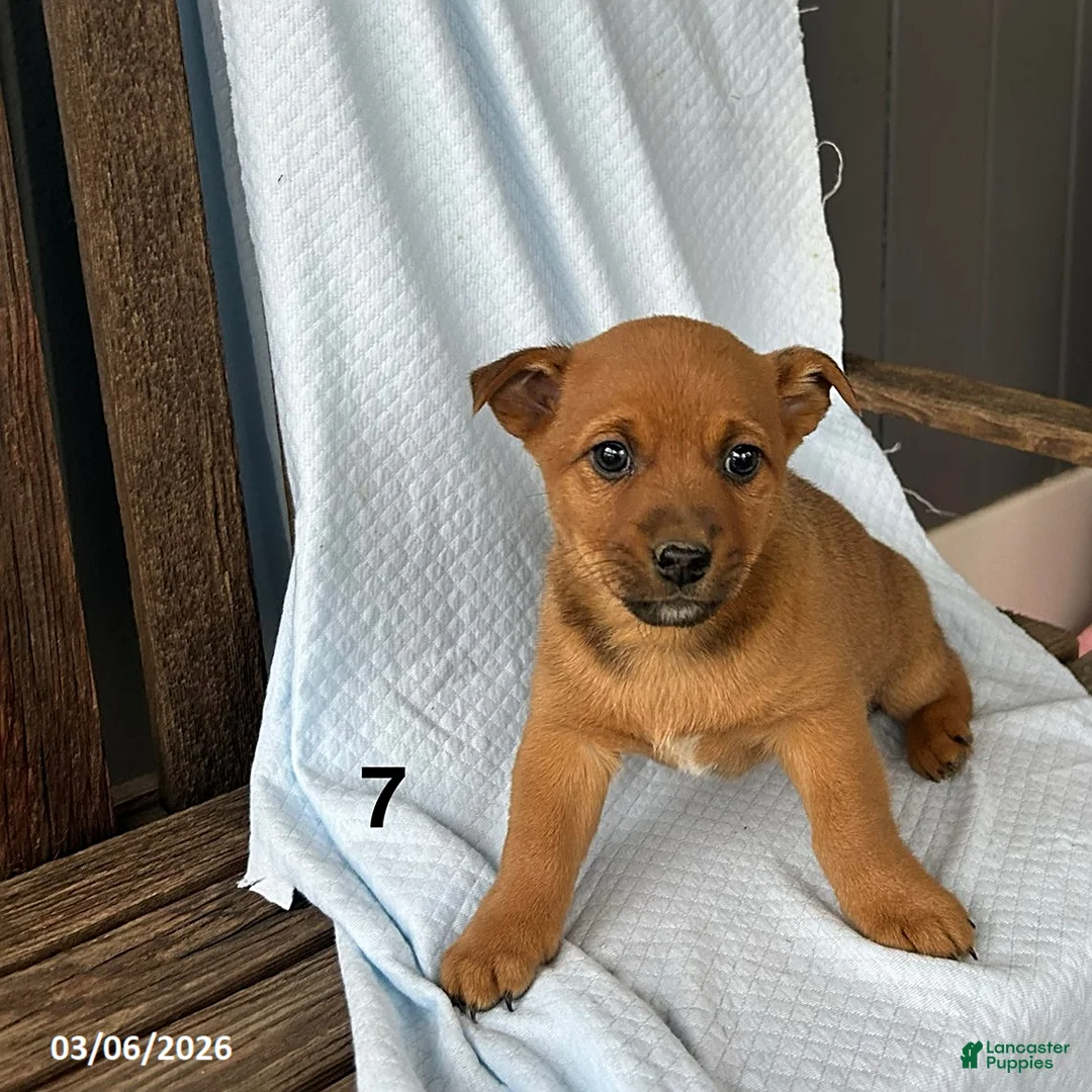 Mixed Breed dogs for sale: Evan - Ad 1