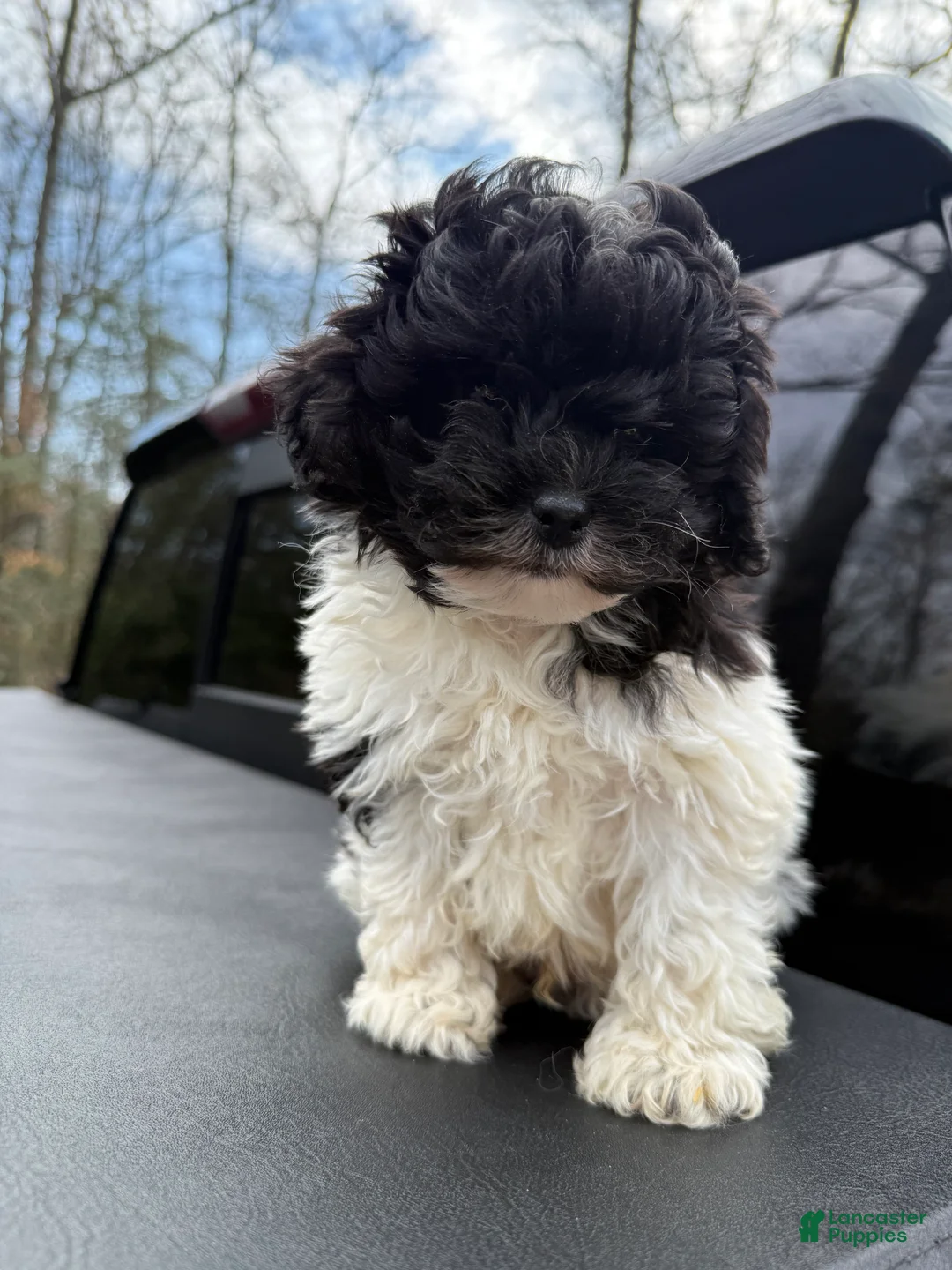Toy Poodle dogs for sale: Toy Poodle Puppy 3 - Ad 2