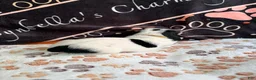 Basset Hound dogs for sale: Basset Hound 5 - Ad 1