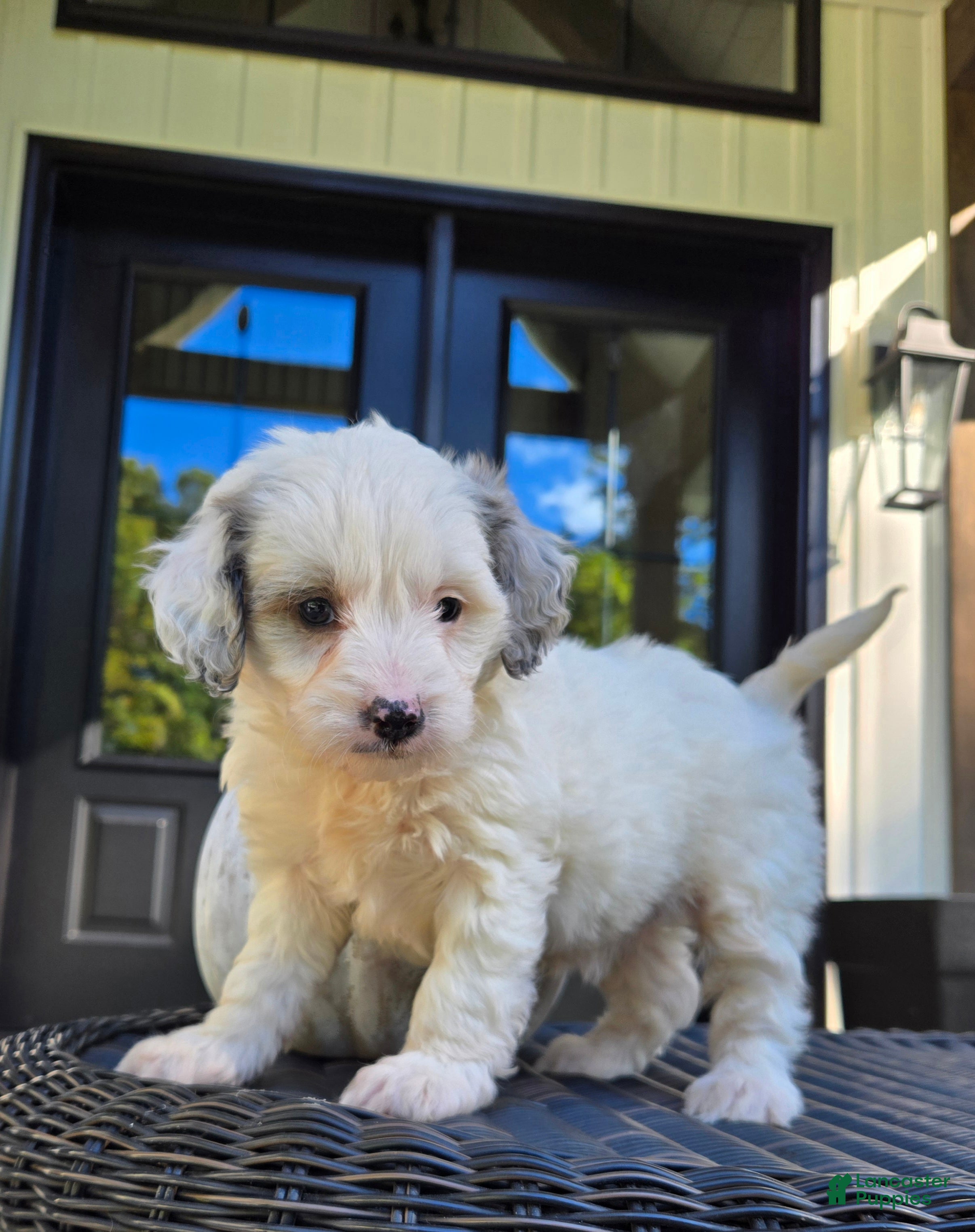 Mini Goldendoodle dogs Remi - Ad 1