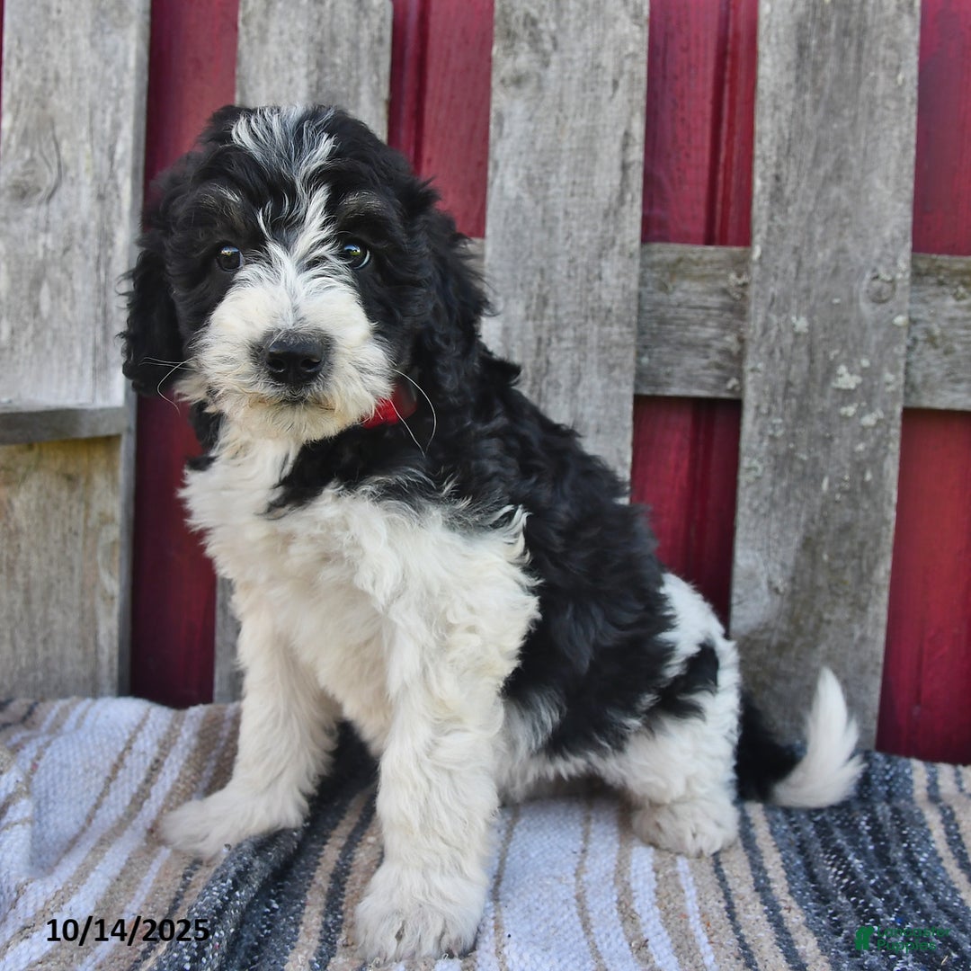 Bernedoodle dogs for sale: Sally - Ad 12