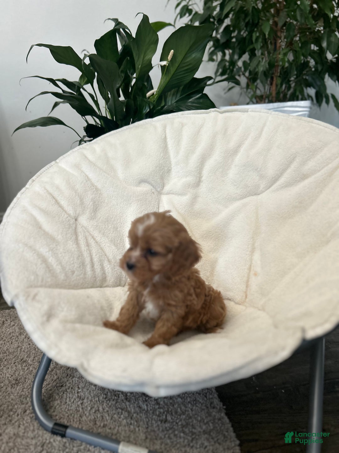 Cavapoo dogs for sale: Cavapoo Puppy 3 - Ad 4