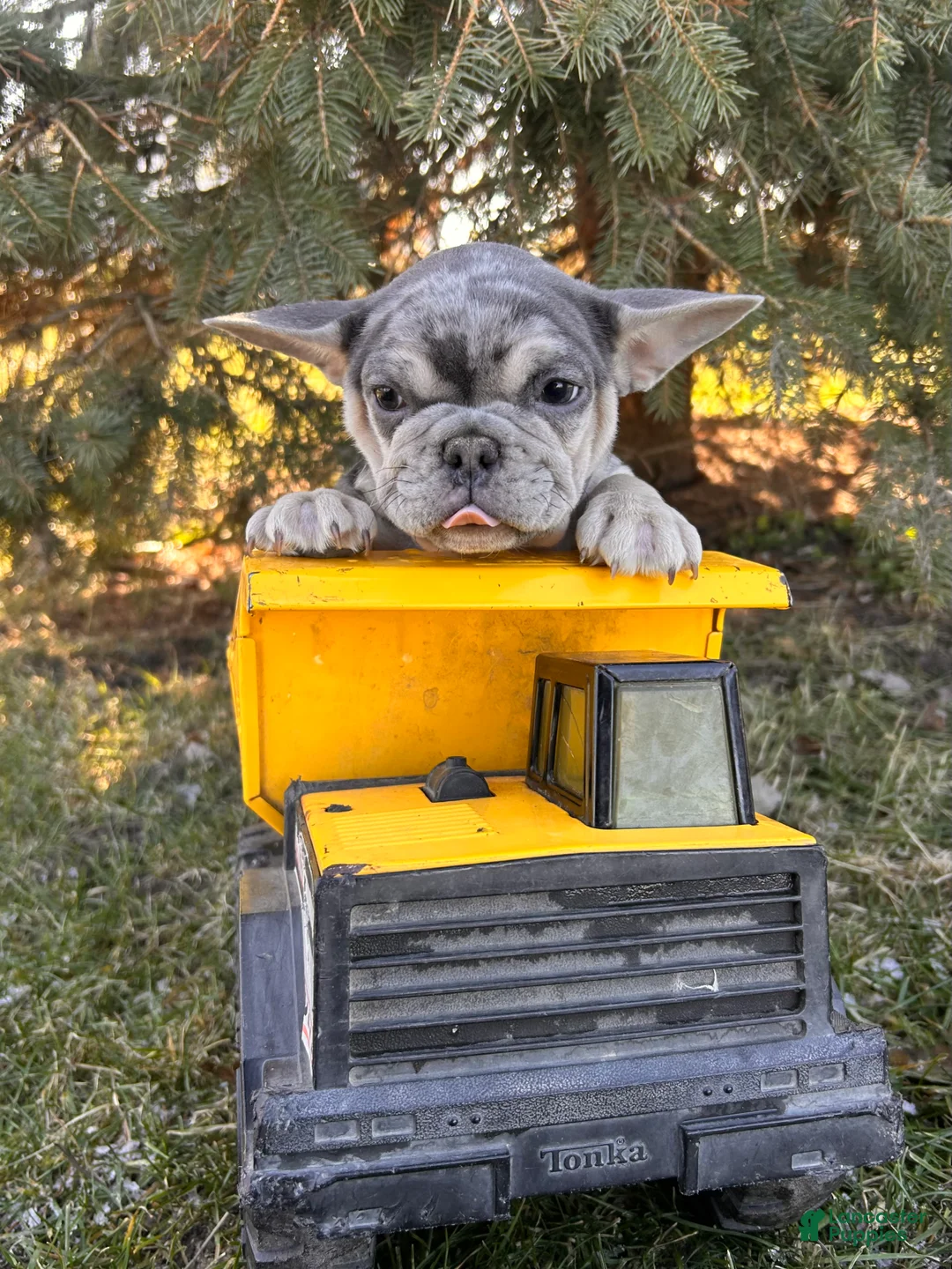 French Bulldog dogs for sale: Frankie - Ad 2