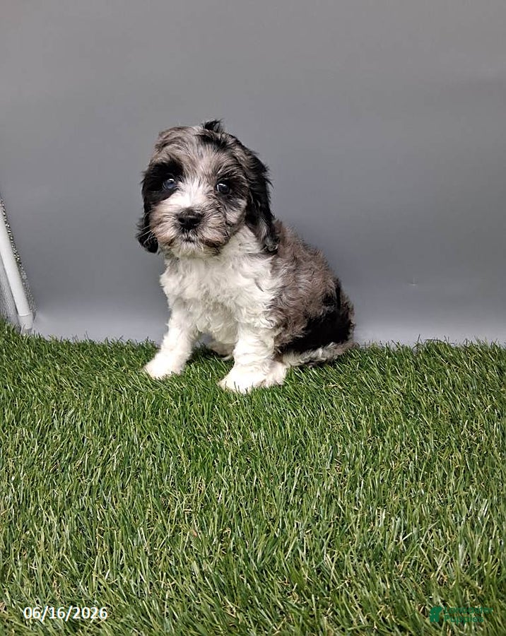 Cockapoo dogs Cody - Ad 2