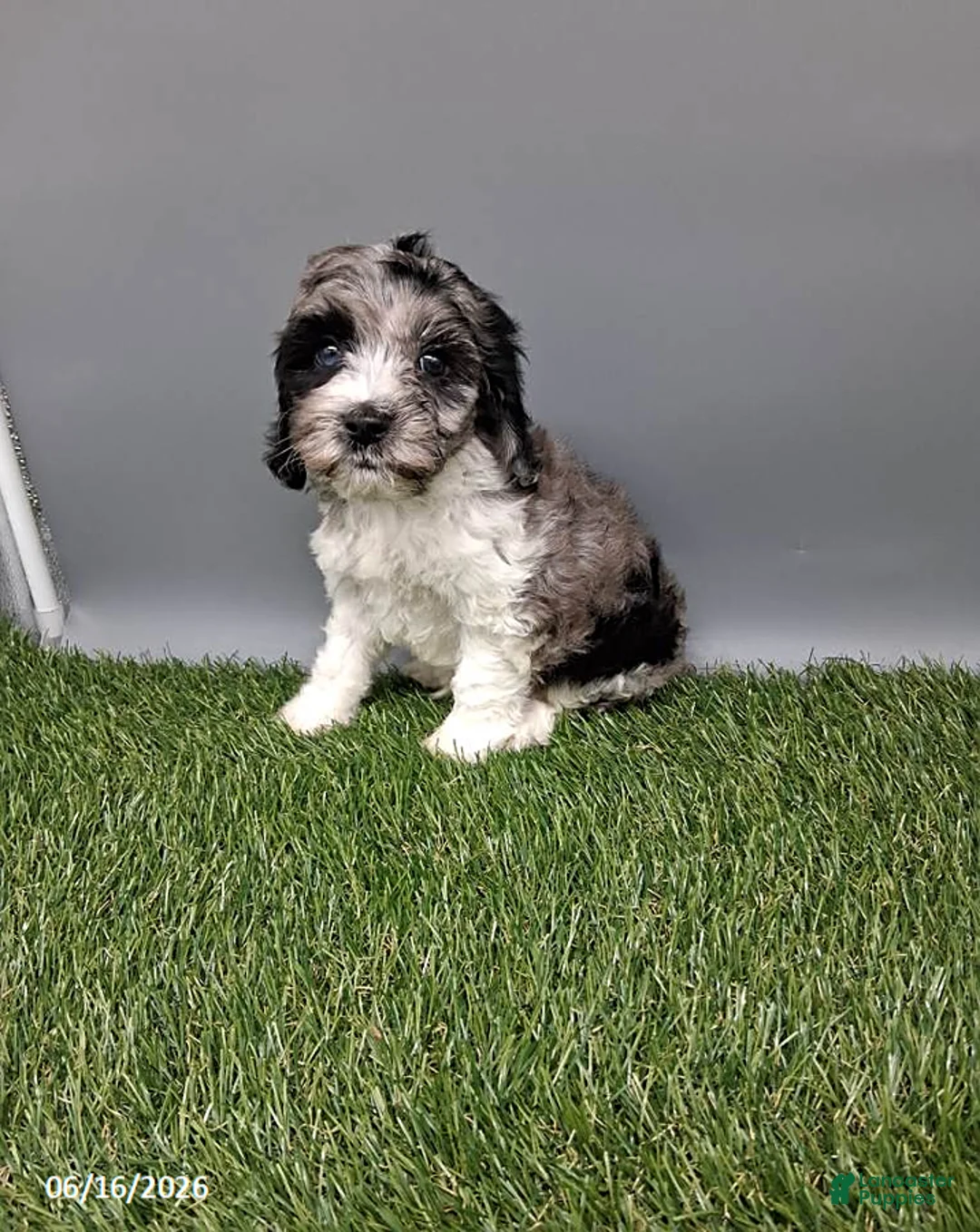 Cockapoo dogs for sale: Cody - Ad 2