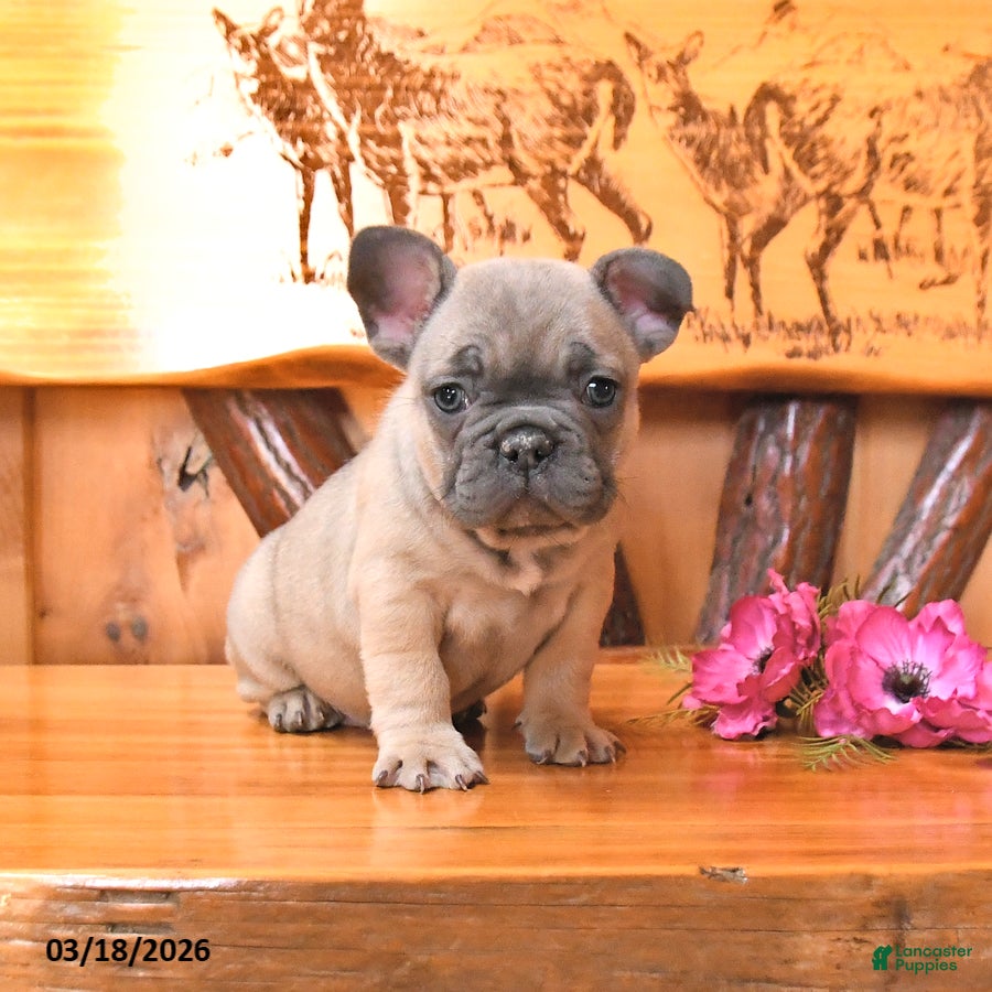 French Bulldog dogs Satin - Ad 2