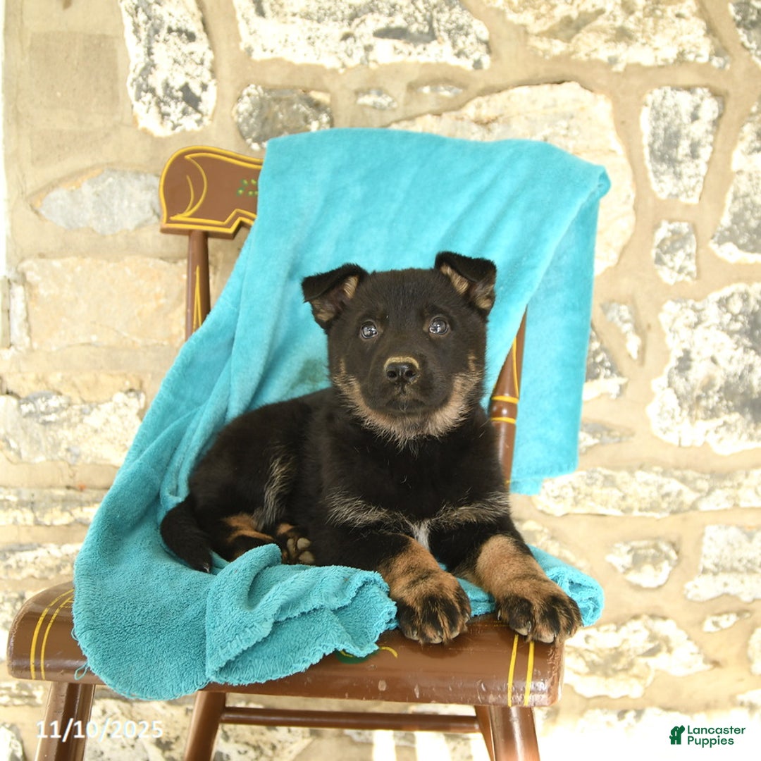 German Shepherd dogs for sale: Candy - Ad 1