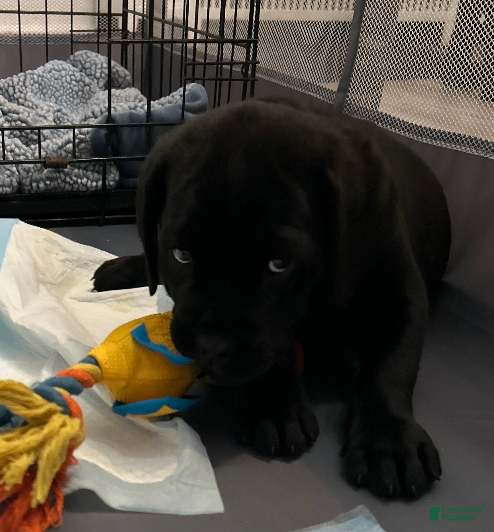 Cane Corso dogs Scruff  - Ad 20