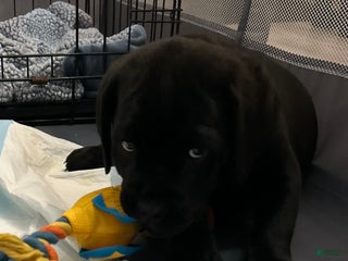 Cane Corso dogs Scruff - Ad 36