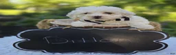 Miniature Poodle dogs for sale: Dillon - Ad 4