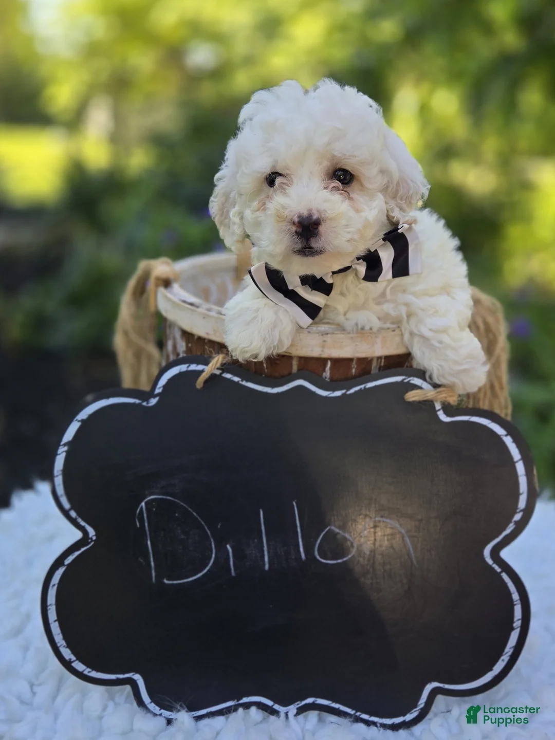 Miniature Poodle dogs for sale: Dillon - Ad 4