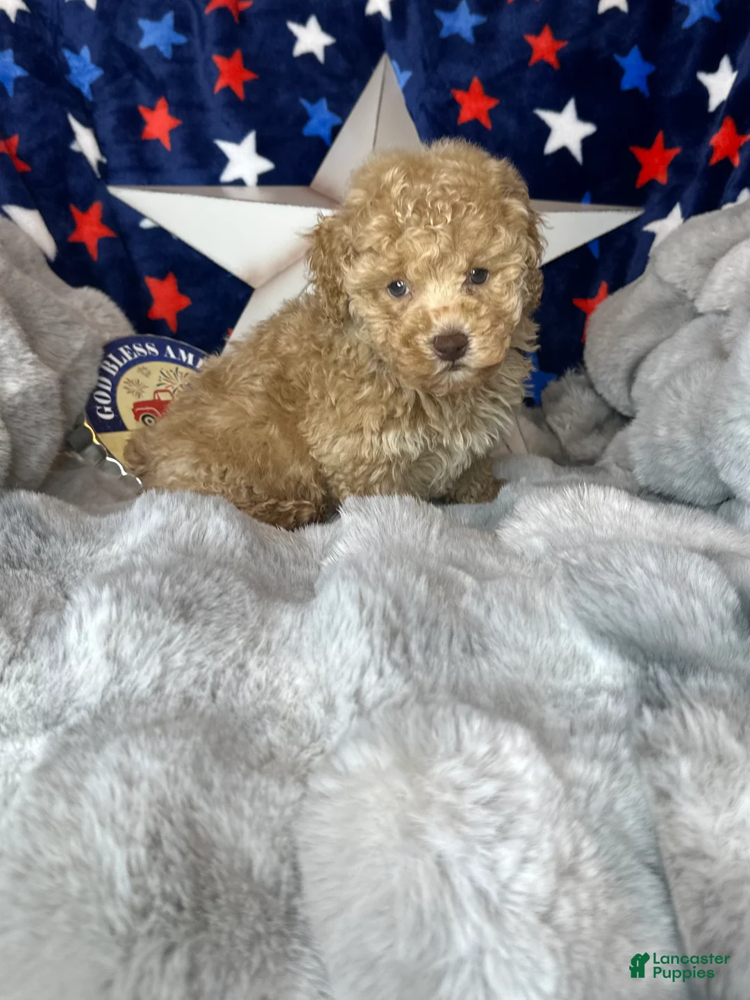 Toy Poodle dogs for sale: Yoshi - Ad 2
