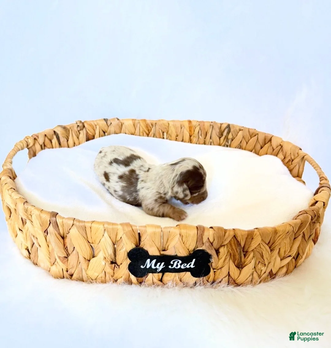 Miniature Dachshund dogs for sale: Jasper  - Ad 5