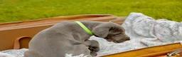 Great Dane dogs for sale: Willington - Ad 6