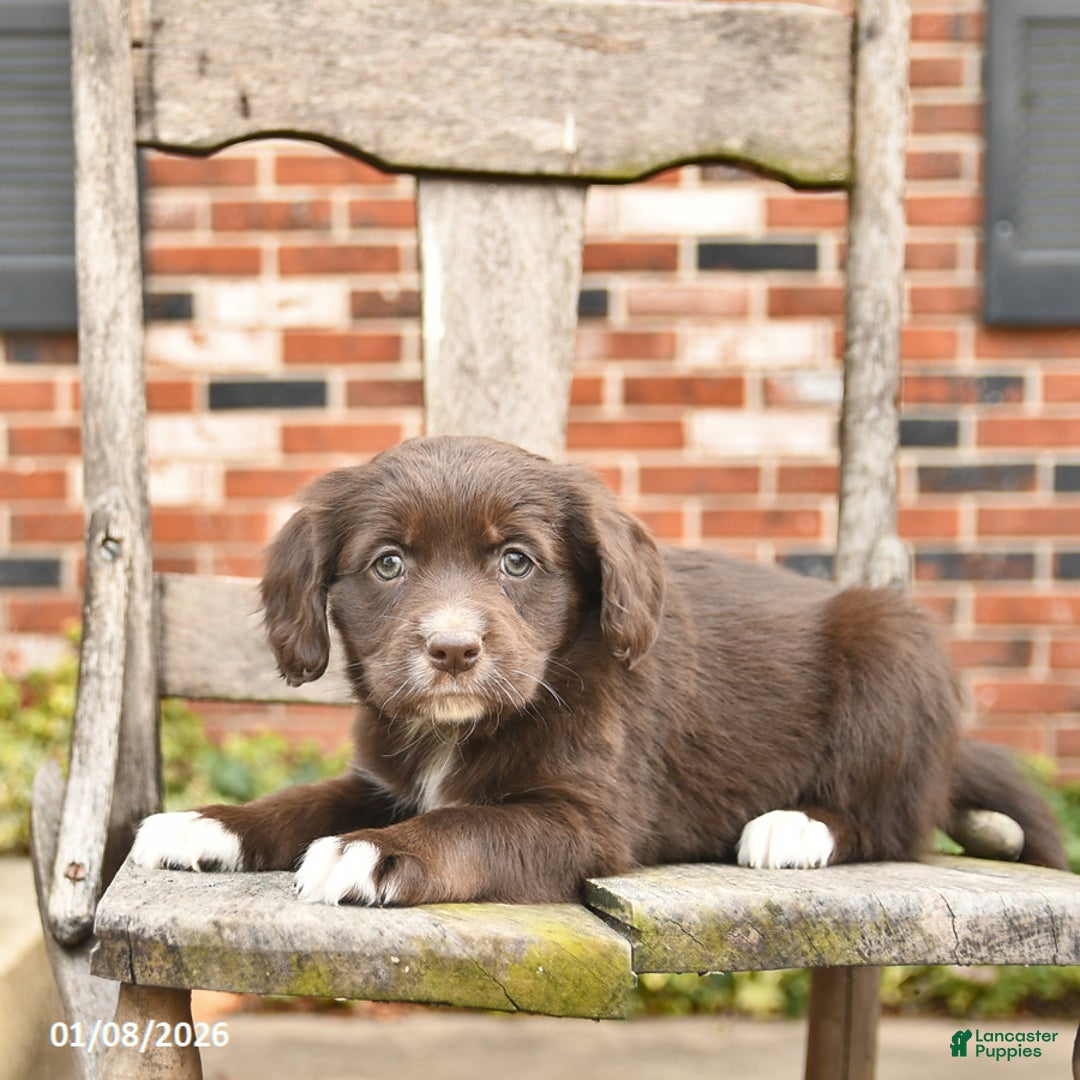 Mixed Breed dogs for sale: Haven  - Ad 3