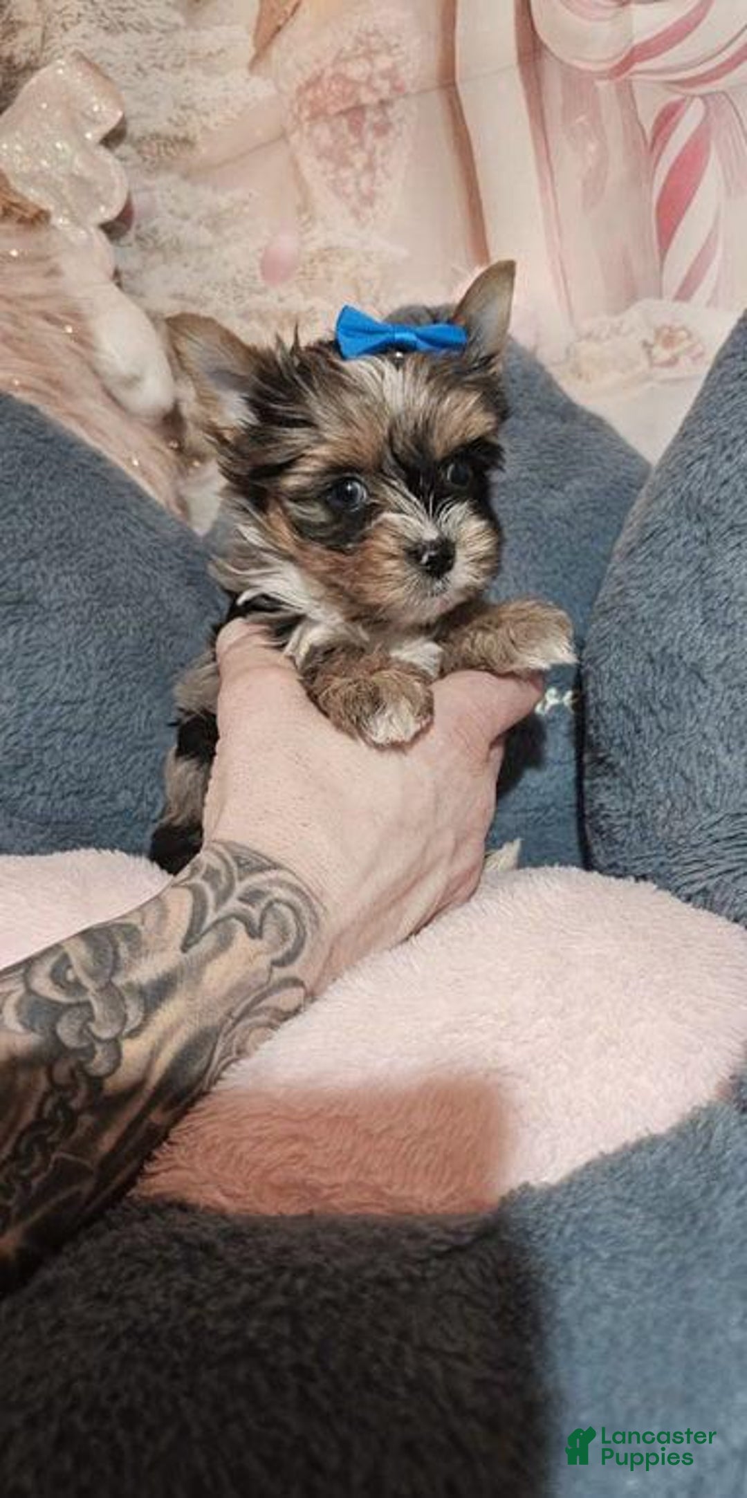 Yorkshire Terrier dogs for sale: Calvin - Ad 7