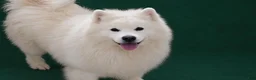Samoyed dogs for sale: Cloud - Ad 4