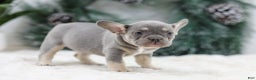 French Bulldog dogs for sale: Faith - Ad 6