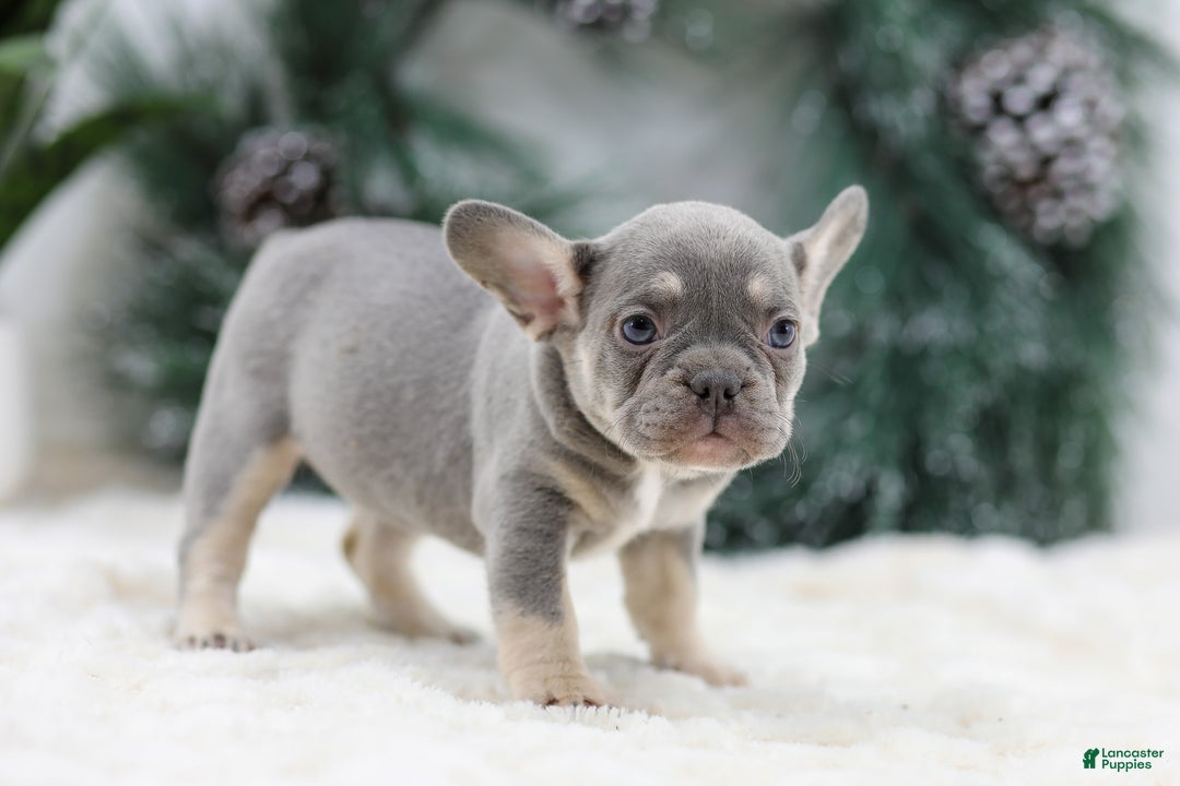 French Bulldog dogs for sale: Faith - Ad 6