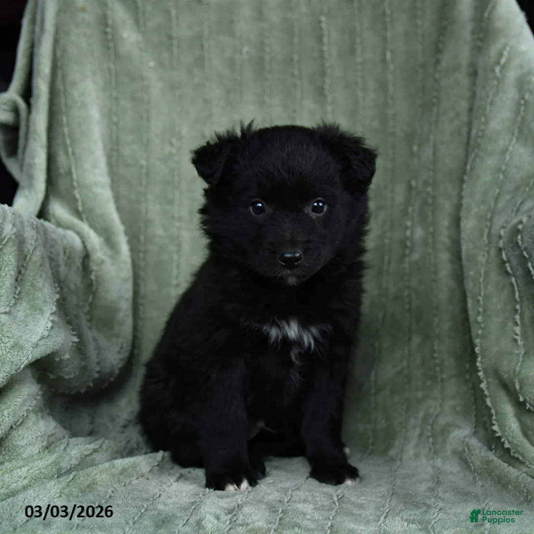 Mixed Breed dogs for sale: Griffin - Ad 3