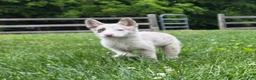 Border Collie dogs for sale: Daisy - Ad 4
