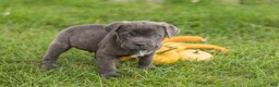 Cane Corso dogs for sale: Max - Ad 3
