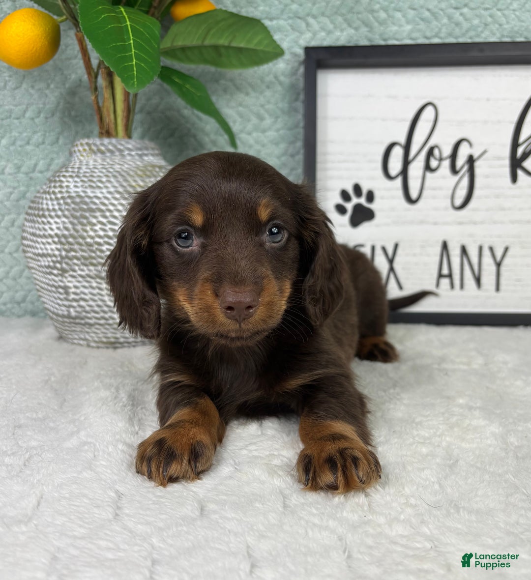 Miniature Dachshund dogs for sale: Drake - Ad 5