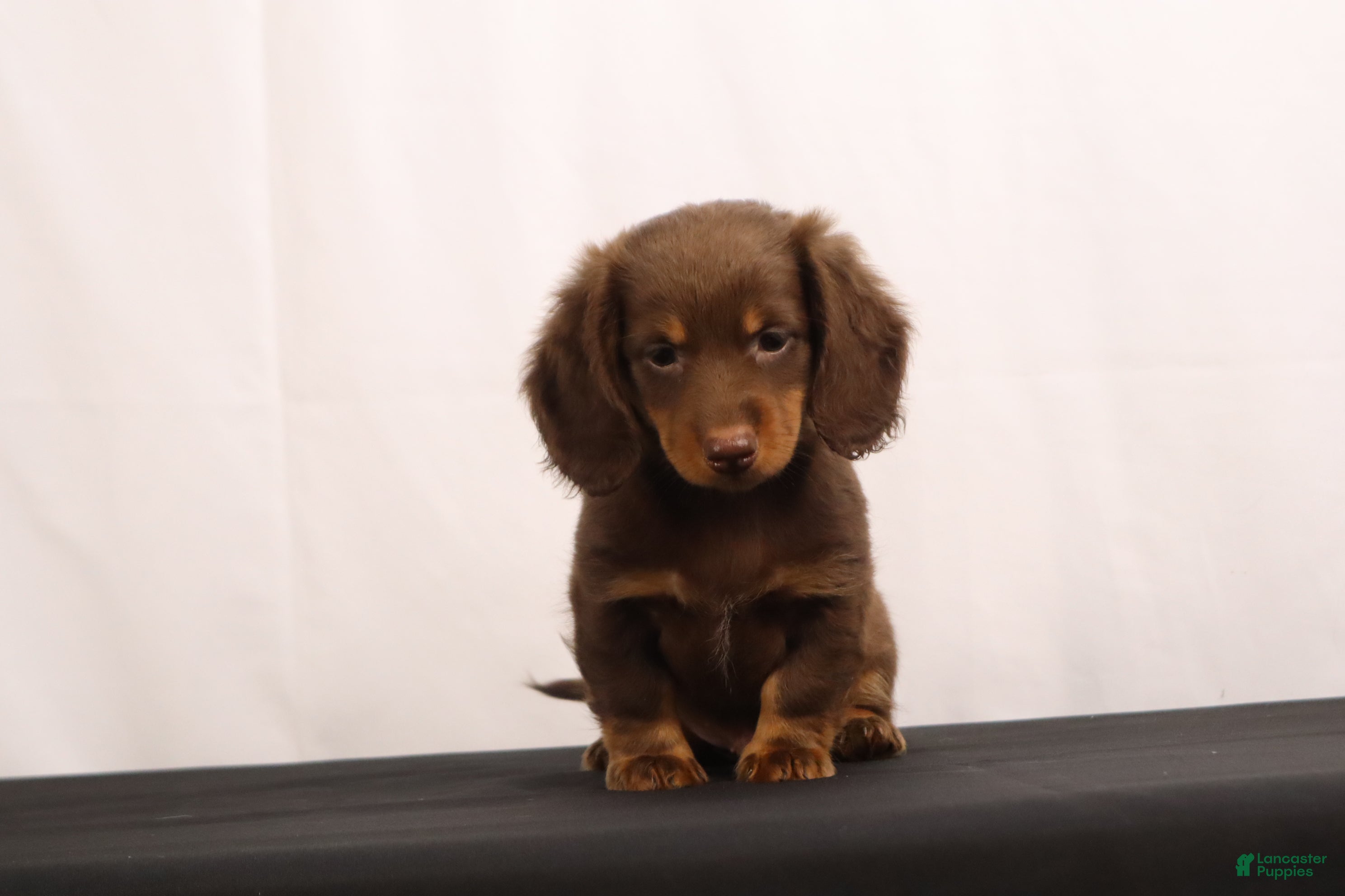 Dachshund dogs Ginger - Ad 1
