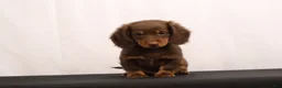 Dachshund dogs for sale: Ginger - Ad 1
