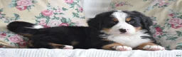 Bernese Mountain Dog dogs for sale: Bernard  - Ad 4