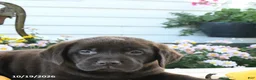 Labrador Retriever dogs for sale: Jess  - Ad 3
