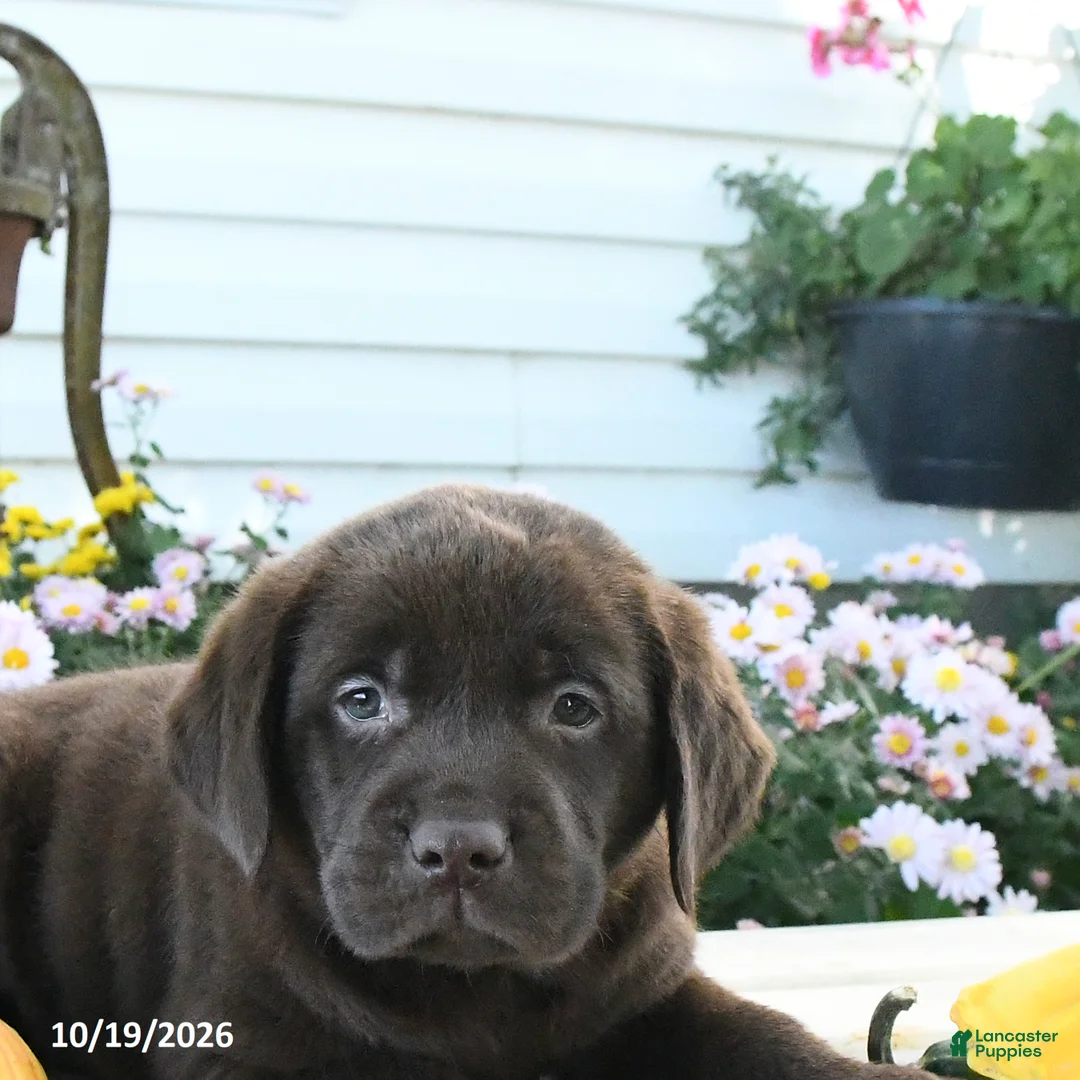 Labrador Retriever dogs for sale: Jess  - Ad 3