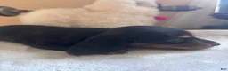 Dachshund dogs for sale: Fabio-Long Hair - Ad 5