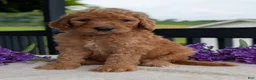 Goldendoodle dogs for sale: Parker - Ad 23