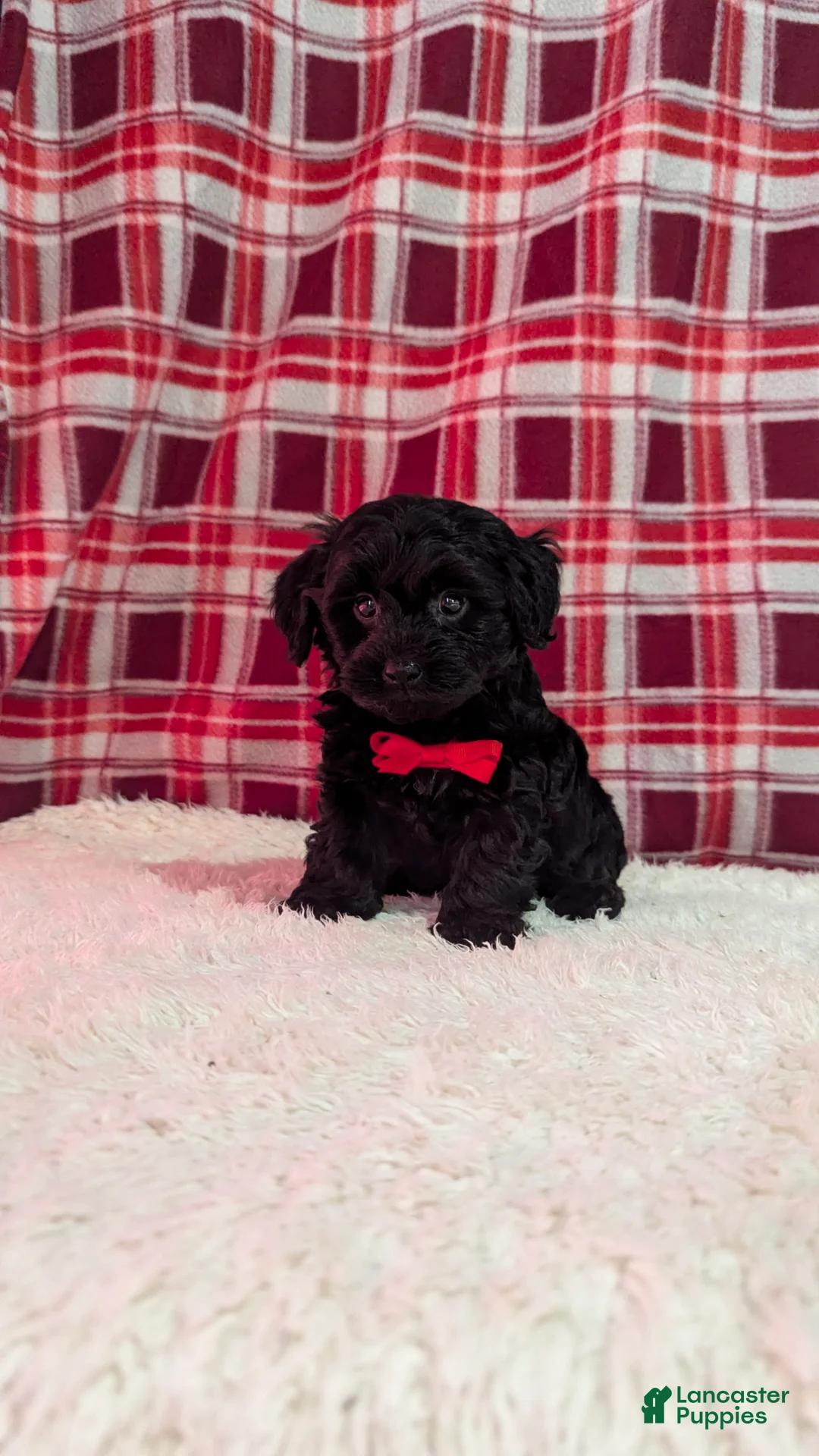 Yorkiepoo dogs for sale: Tyson  - Ad 12