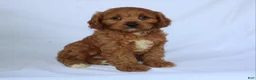 Cavapoo dogs for sale: Sugar - Ad 10