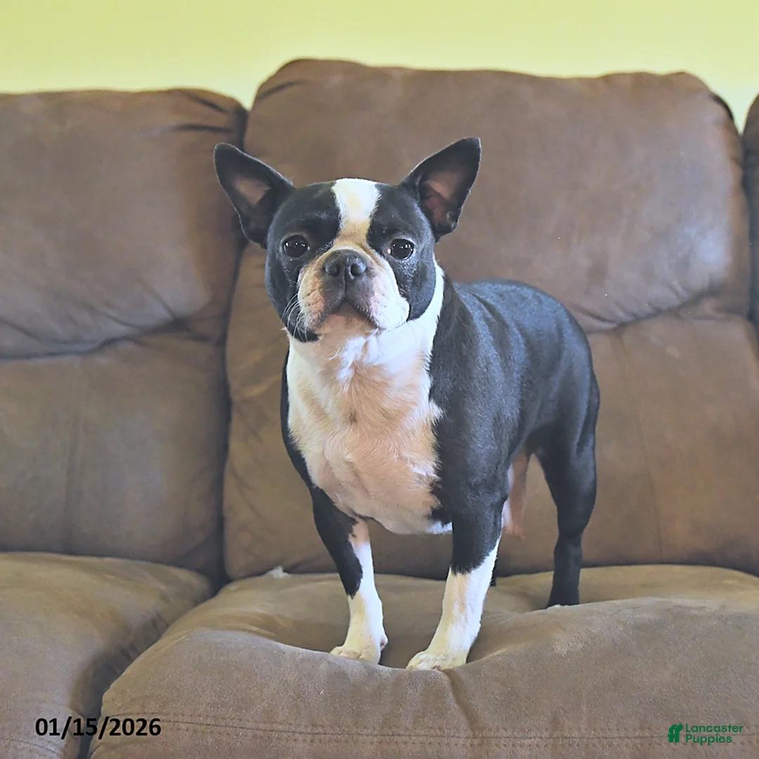 Boston Terrier dogs for sale: Harley - Ad 4