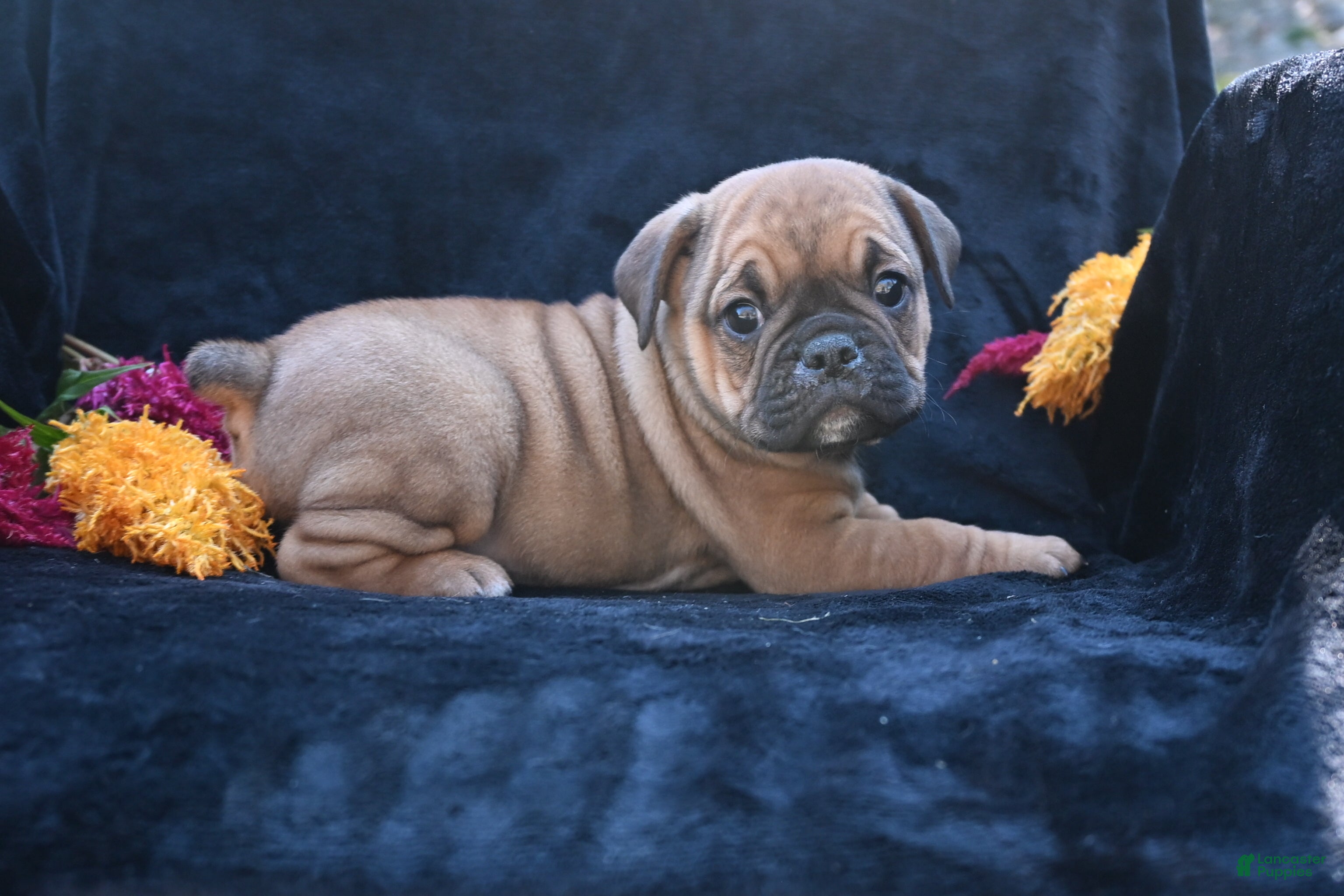 Mixed Breed dogs for sale: Darla - Ad 2