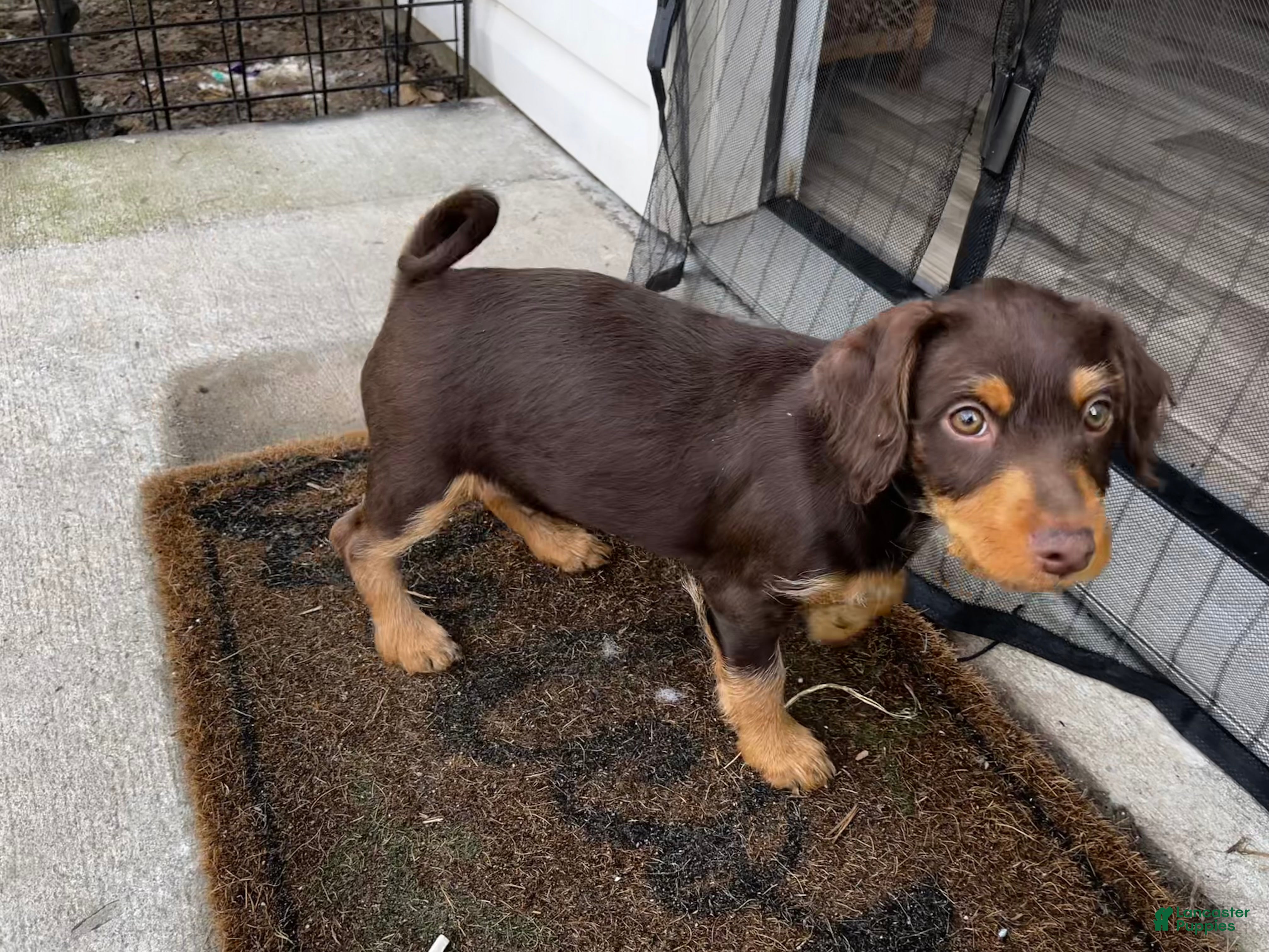 Mixed Breed dogs Mixed Breed Puppy 1 - Ad 13