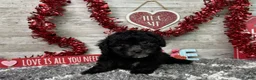 Miniature Poodle dogs for sale: Lambo - Ad 6
