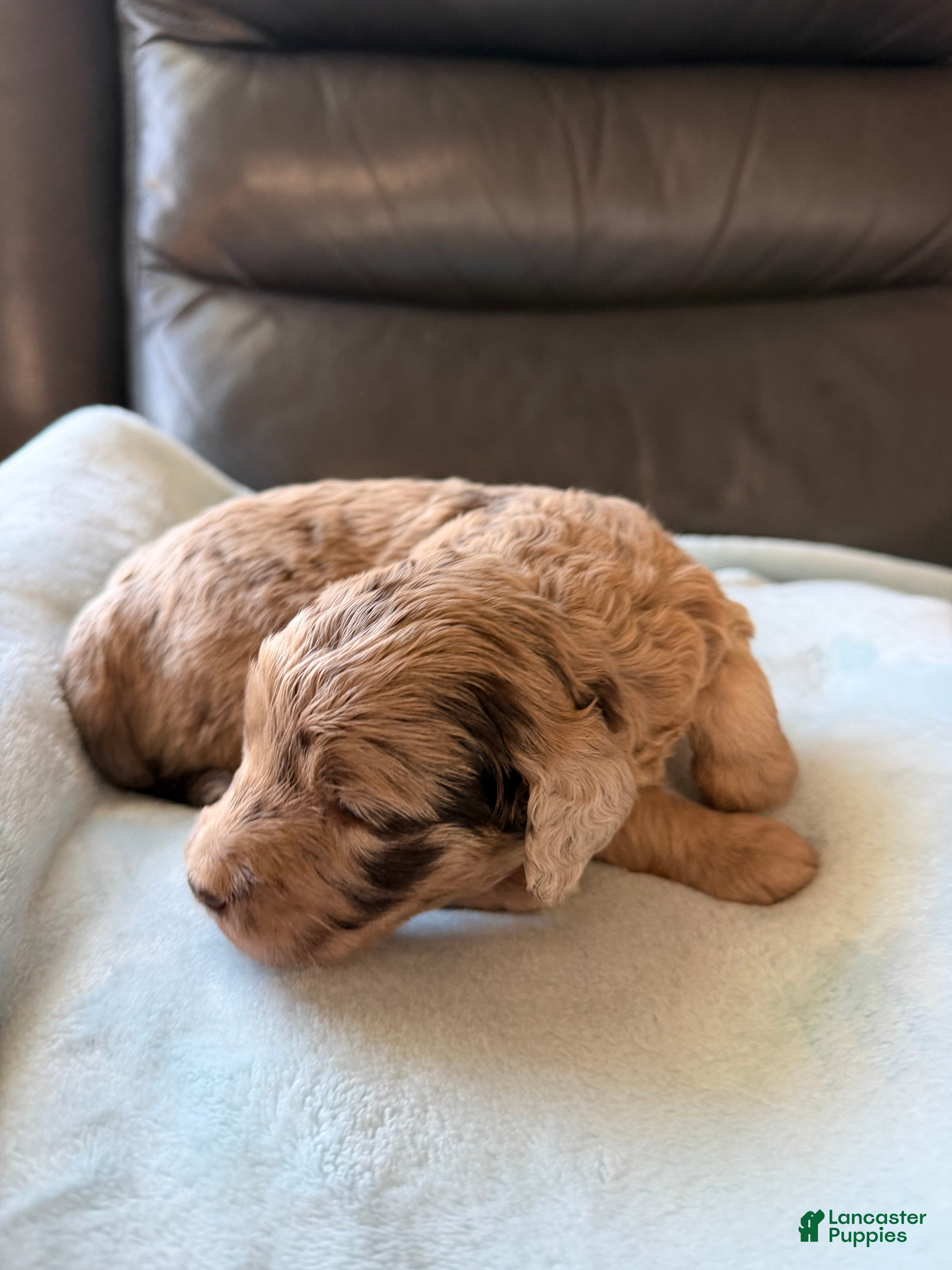 Mixed Breed dogs Chick - Ad 2