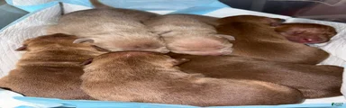 American Pit Bull Terrier Puppy 2