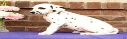 Dalmatian dogs for sale: Dora - Ad 6