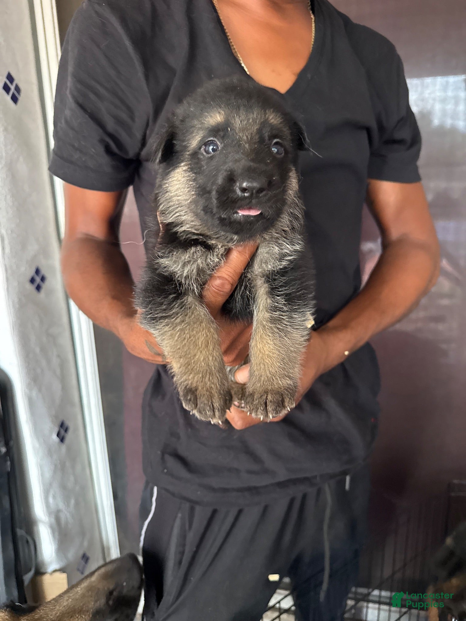 German Shepherd dogs German Shepherd 3 - Ad 34