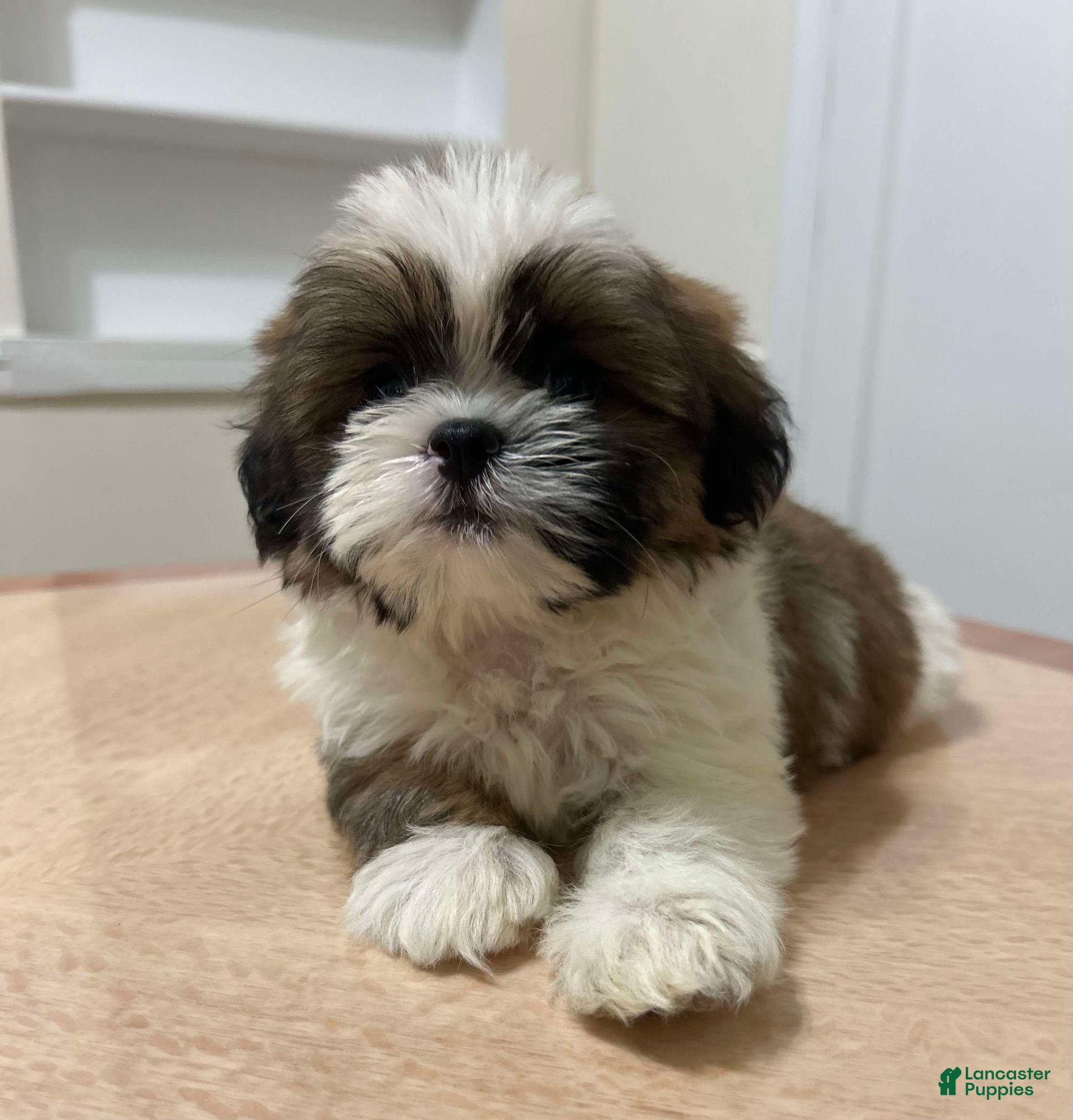 Shih Tzu dogs Dunkun - Ad 3