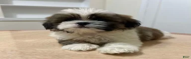 Dunkun